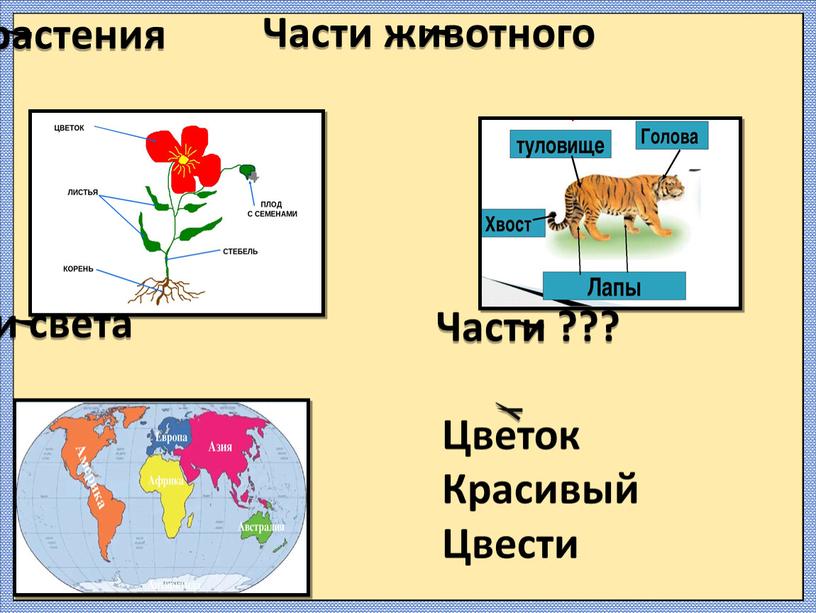 Части растения Части животного