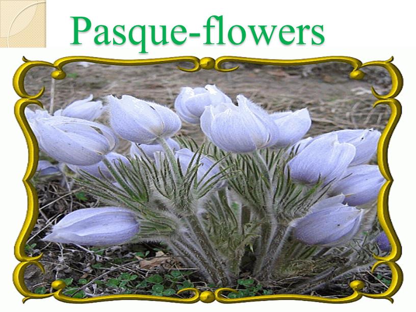 Pasque-flowers
