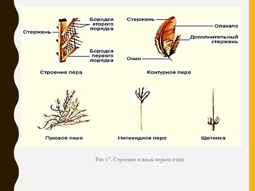 Рис 17. Строение и виды перьев птиц