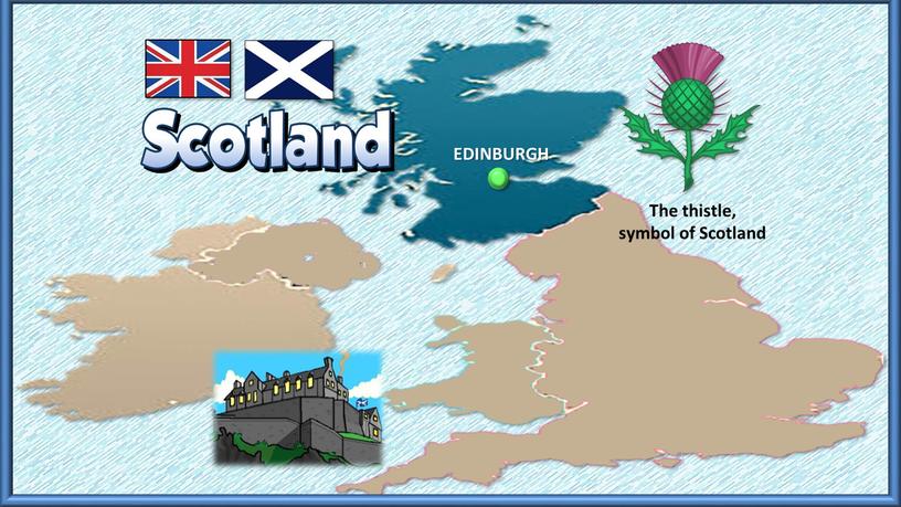 The thistle, symbol of Scotland