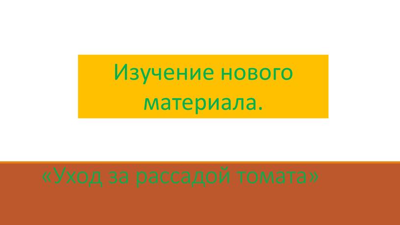 Уход за рассадой томата» Изучение нового материала