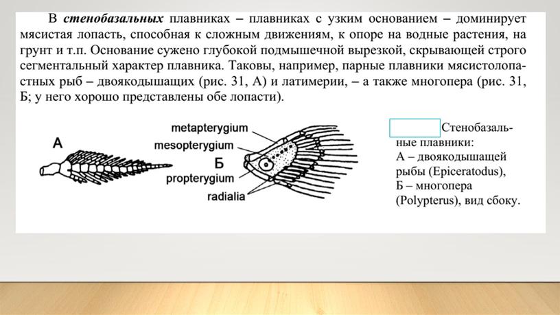 Пояса конечностей позвоночных животных