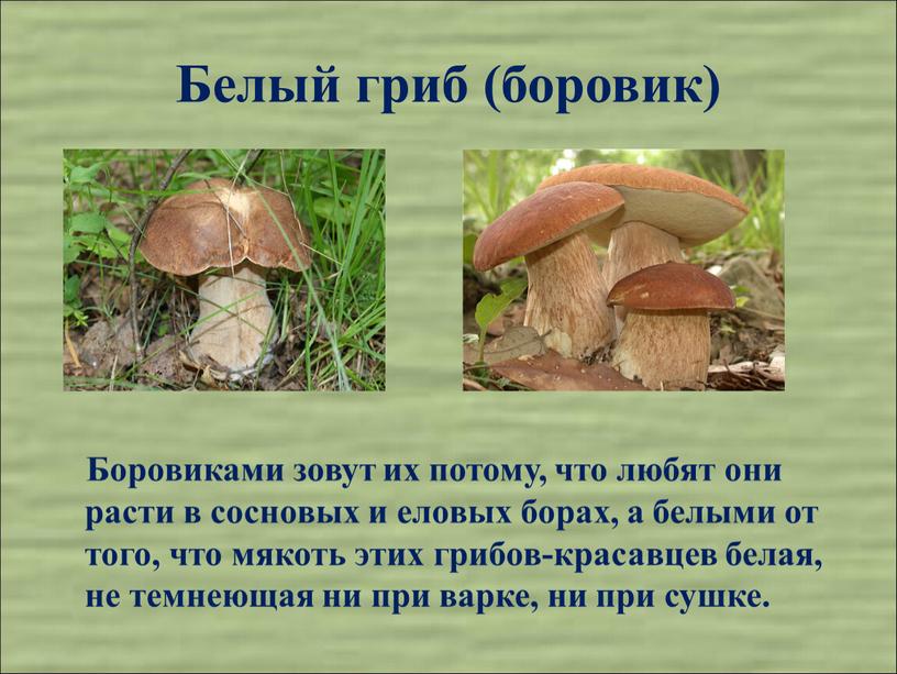Белый гриб (боровик) Боровиками зовут их потому, что любят они расти в сосновых и еловых борах, а белыми от того, что мякоть этих грибов-красавцев белая,…