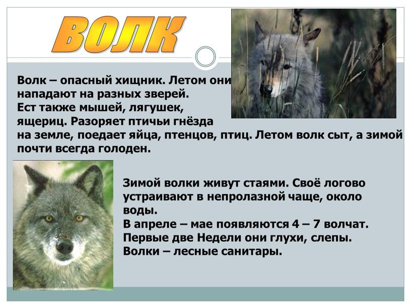 Волк – опасный хищник. Летом они нападают на разных зверей