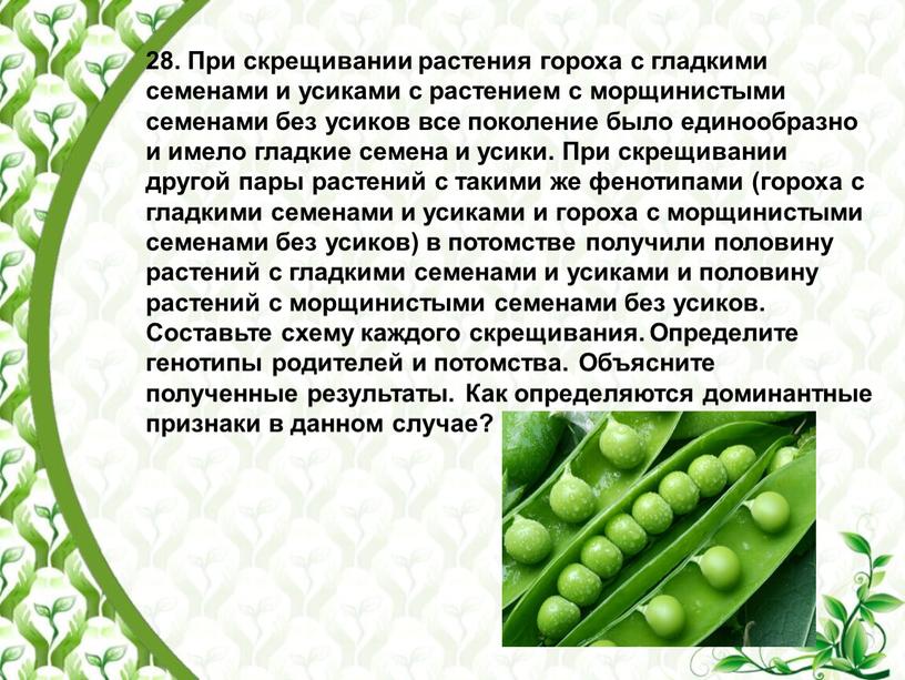 При скрещивании растения гороха с гладкими семенами и усиками с растением с морщинистыми семенами без усиков все поколение было единообразно и имело гладкие семена и…