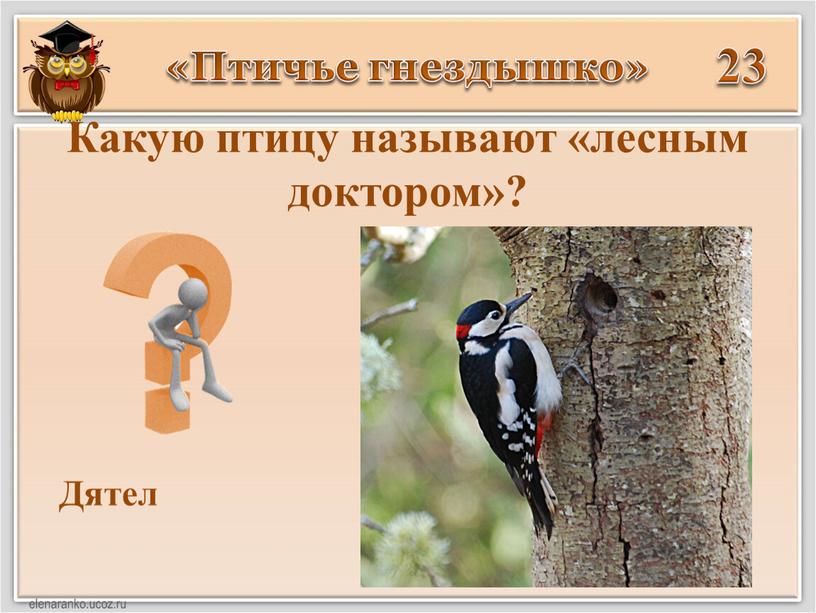 Птичье гнездышко» 23 Дятел Какую птицу называют «лесным доктором»?