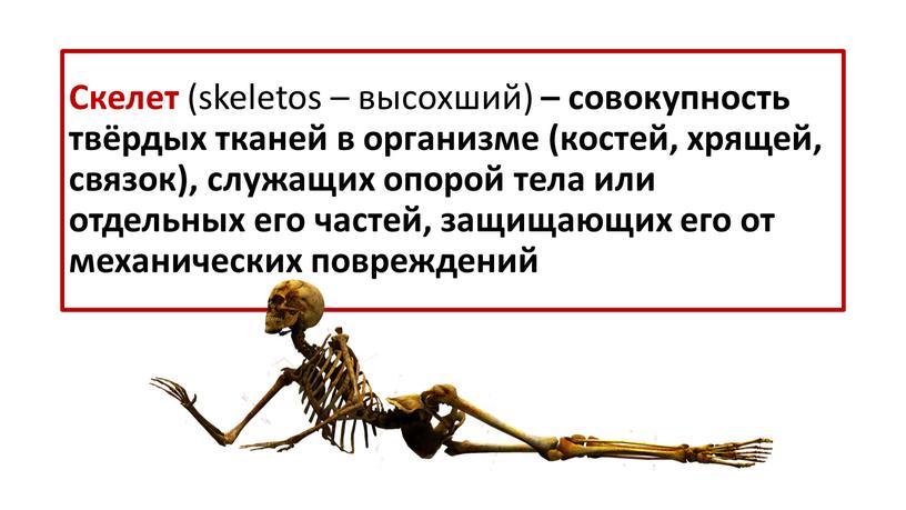 Скелет (skeletos – высохший) – совокупность твёрдых тканей в организме (костей, хрящей, связок), служащих опорой тела или отдельных его частей, защищающих его от механических повреждений