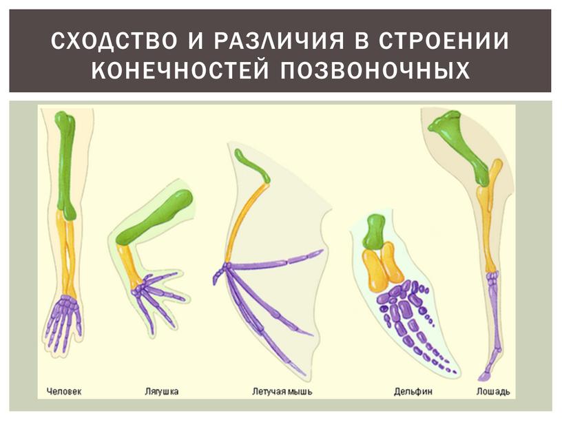 Сходство и различия в строении конечностей позвоночных