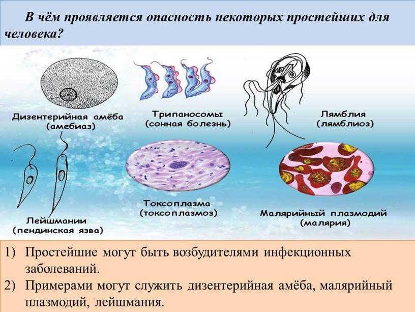 В чём проявляется опасность некоторых простейших для человека?