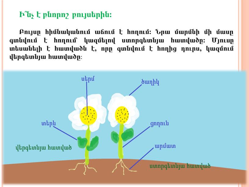 Ի՞նչ է բնորոշ բույսերին: Բույսը հիմնականում աճում է հողում: Նրա մարմնի մի մասը գտնվում է հողում՝ կազմելով ստորգետնյա հատվածը: Մյուսը տեսանելի է հատվածն է, որը…