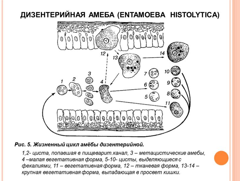 ДИЗЕНТЕРИЙНАЯ АМЕБА (ENTAMOEBA