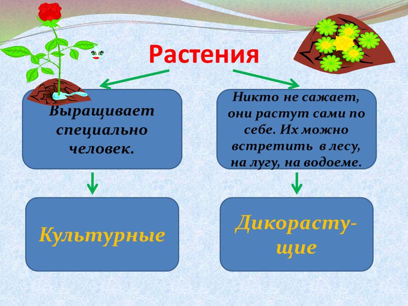 Растения Выращивает специально человек