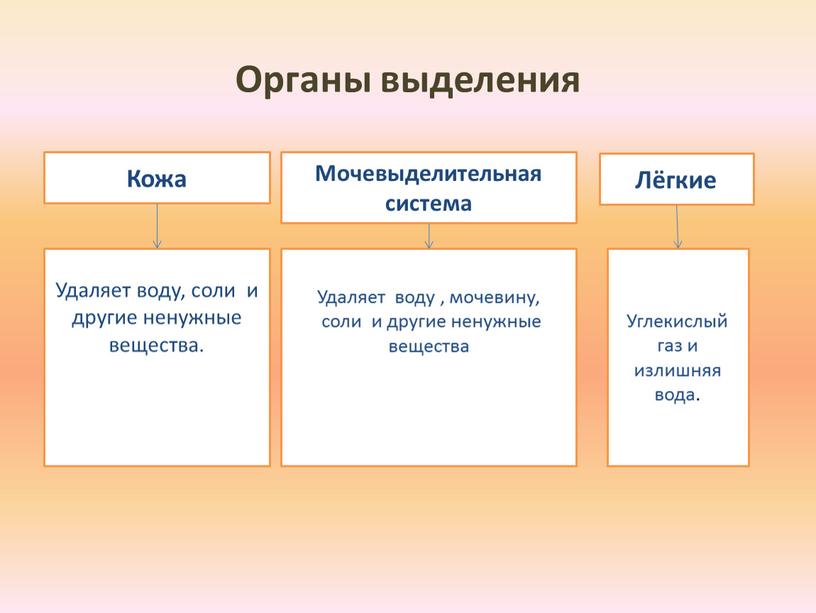 Органы выделения Кожа Мочевыделительная система