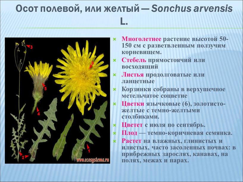 Осот полевой, или желтый — Sonchus arvensis