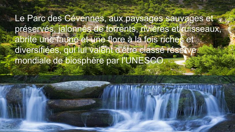 Le Parc des Cévennes, aux paysages sauvages et préservés, jalonnés de torrents, rivières et ruisseaux, abrite une faune et une flore à la fois riches…