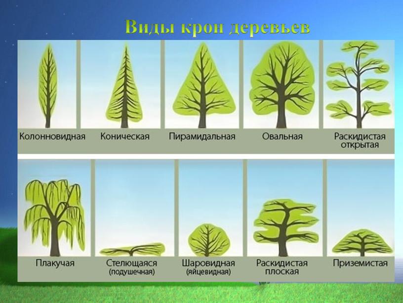 Виды крон деревьев