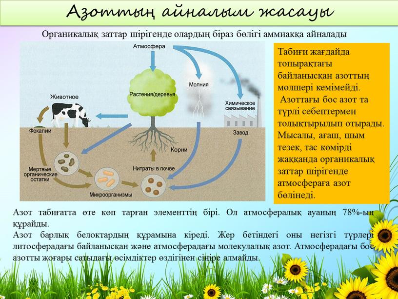 Азоттың айналым жасауы Азот табиғатта өте көп тарған элементтің бірі