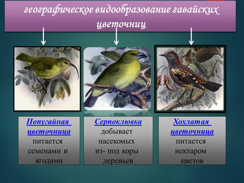 Попугайная цветочница питается семенами и ягодами