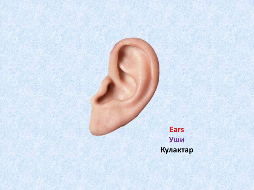 Ears Уши Кулактар