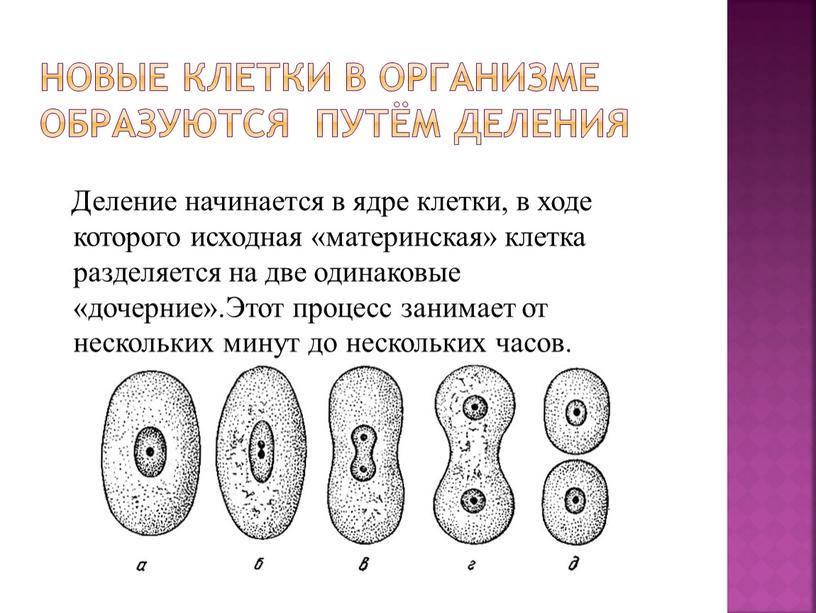 Новые клетки в организме образуются путём деления