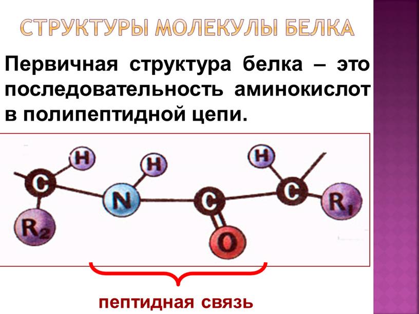 Первичная структура белка – это последовательность аминокислот в полипептидной цепи