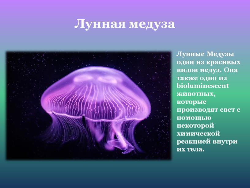 Лунная медуза Лунные Медузы один из красивых видов медуз