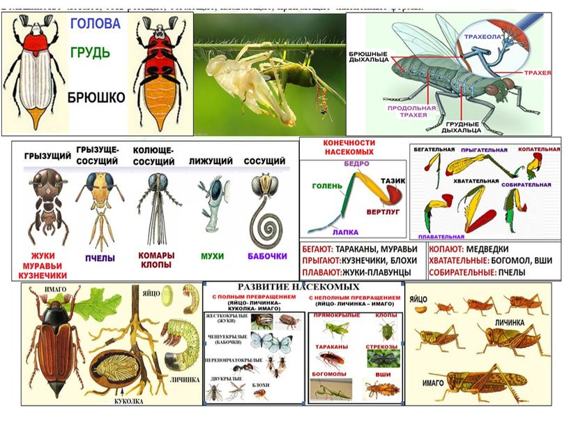 Беспозвоночные животные. Подготовка к ГИА