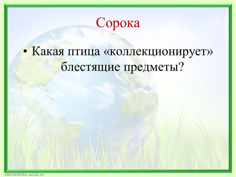 Сорока Какая птица «коллекционирует» блестящие предметы?