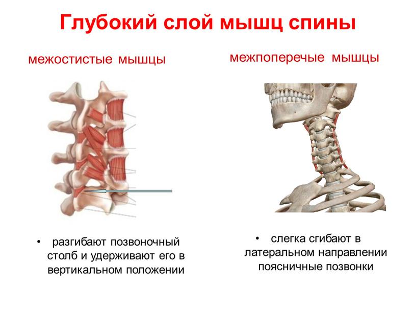 Глубокий слой мышц спины межостистые мышцы межпоперечые мышцы слегка сгибают в латеральном направлении поясничные позвонки разгибают позвоночный столб и удерживают его в вертикальном положении