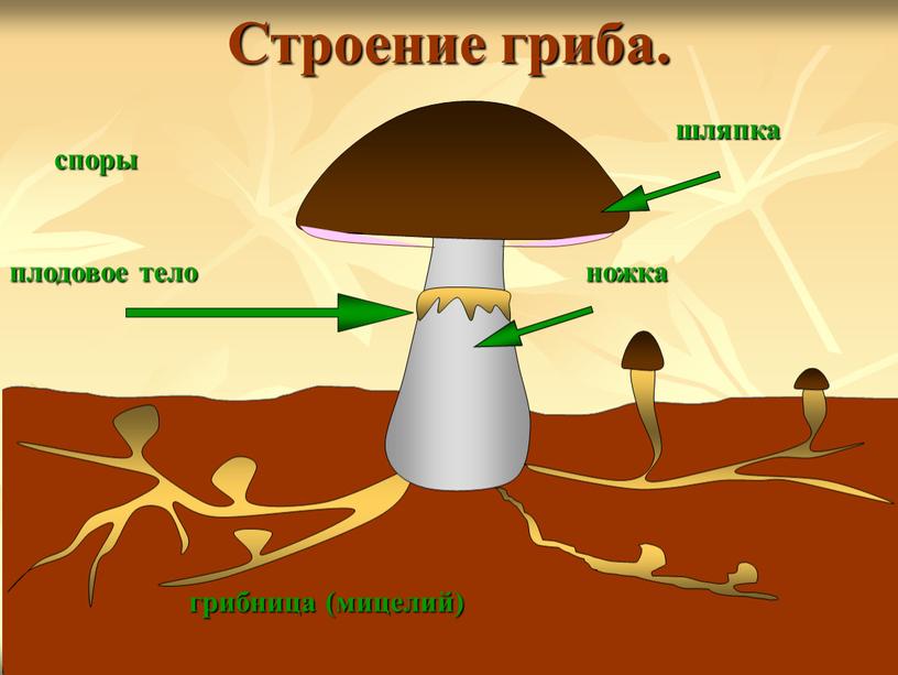 шляпка грибница (мицелий) плодовое тело ножка Строение гриба. споры