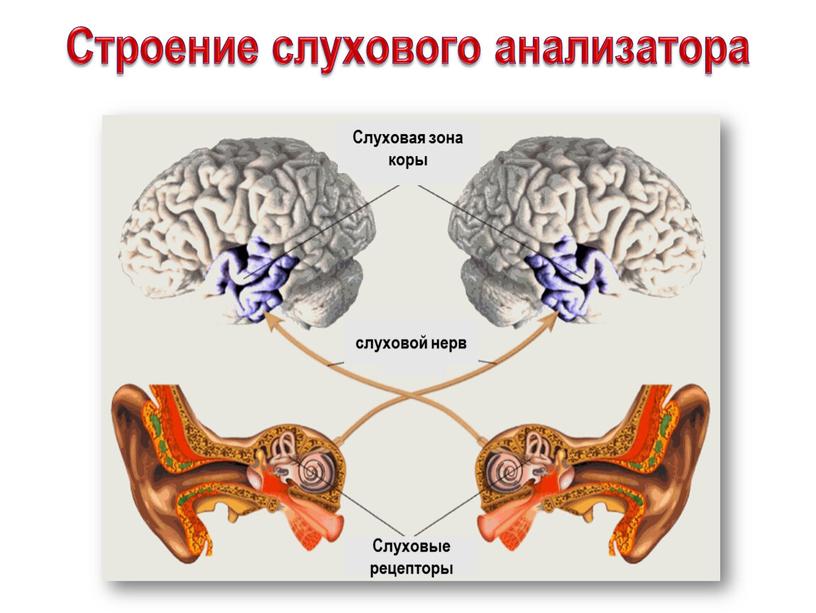 Строение слухового анализатора