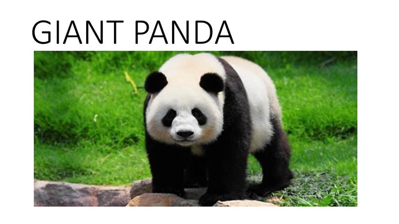 GIANT PANDA