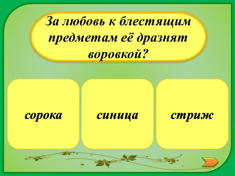 За любовь к блестящим предметам её дразнят воровкой? стриж синица