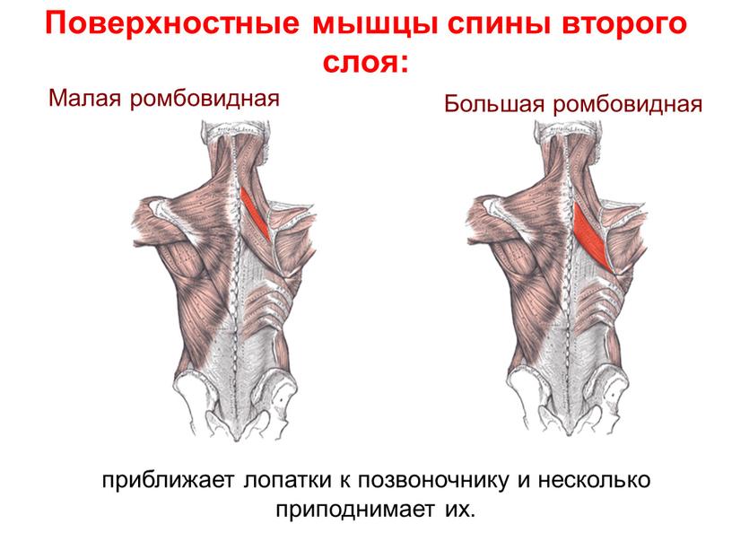 Поверхностные мышцы спины второго слоя: