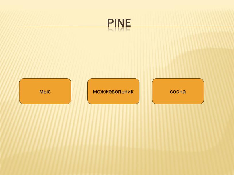 pine мыс можжевельник сосна