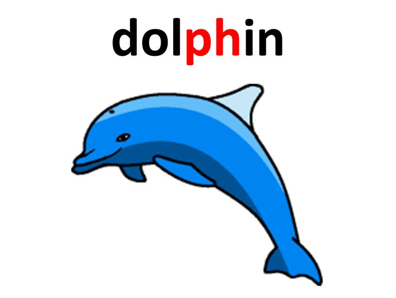 dolphin