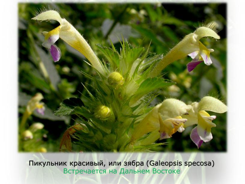 Пикульник красивый, или зябра (Galeopsis specosa)