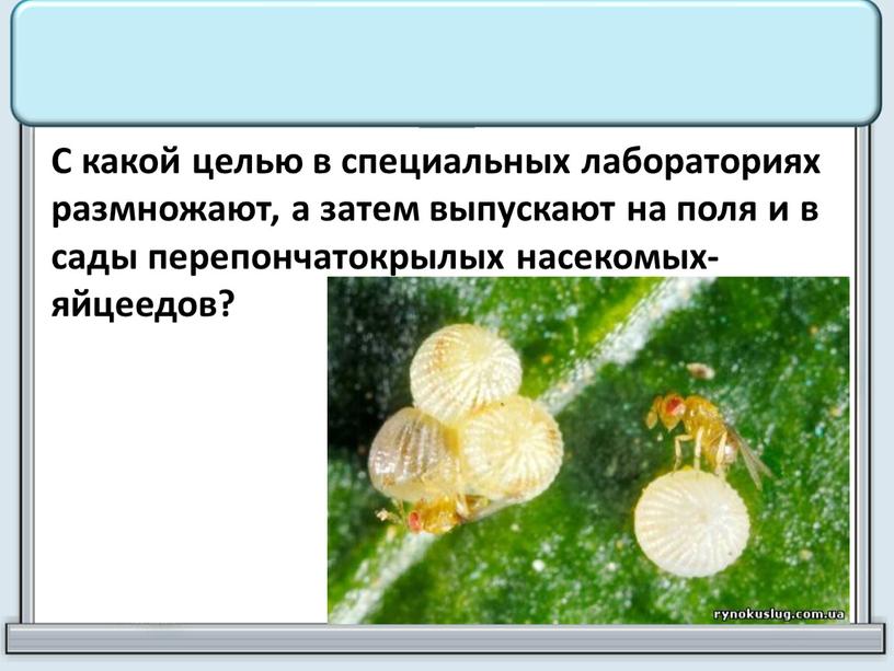 С какой целью в специальных лабораториях размножают, а затем выпускают на поля и в сады перепончатокрылых насекомых-яйцеедов?