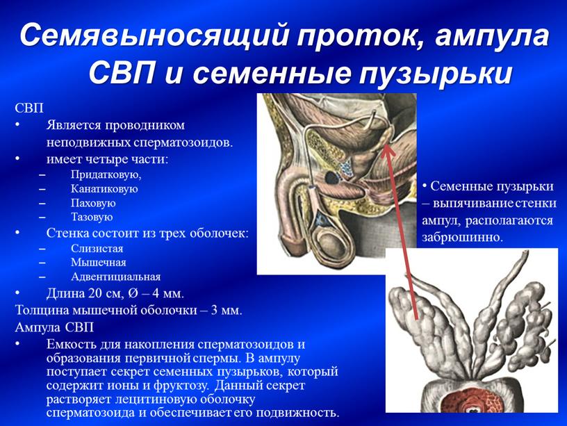 Семявыносящий проток, ампула СВП и семенные пузырьки