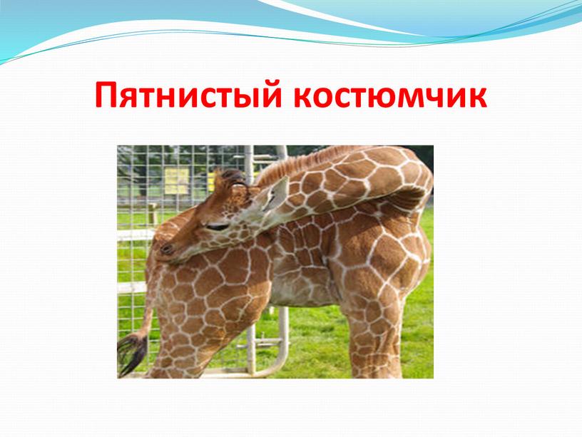 Пятнистый костюмчик