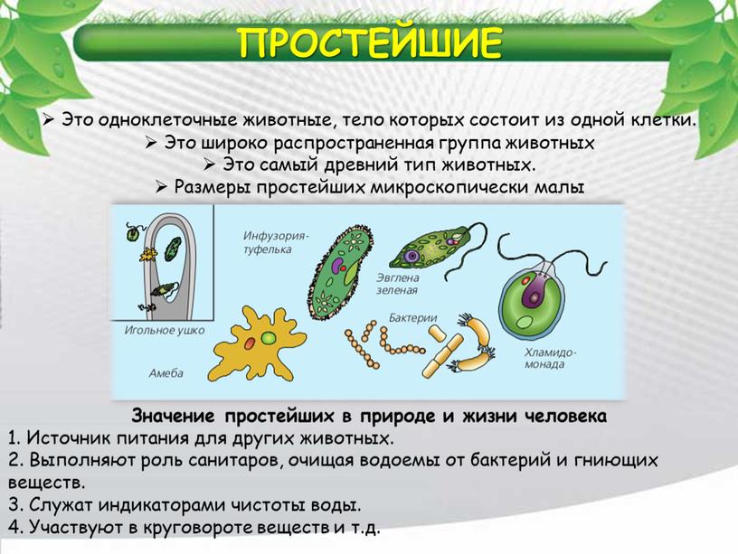 ПРОСТЕЙШИЕ Это одноклеточные животные, тело которых состоит из одной клетки