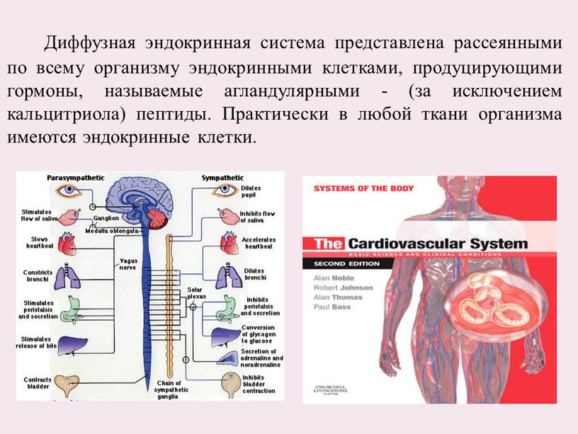 Диффузная эндокринная система представлена рассеянными по всему организму эндокринными клетками, продуцирующими гормоны, называемые агландулярными - (за исключением кальцитриола) пептиды