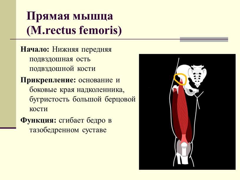 Прямая мышца (M.rectus femoris)