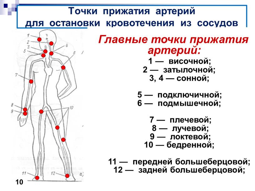 Точки прижатия артерий для остановки кровотечения из сосудов