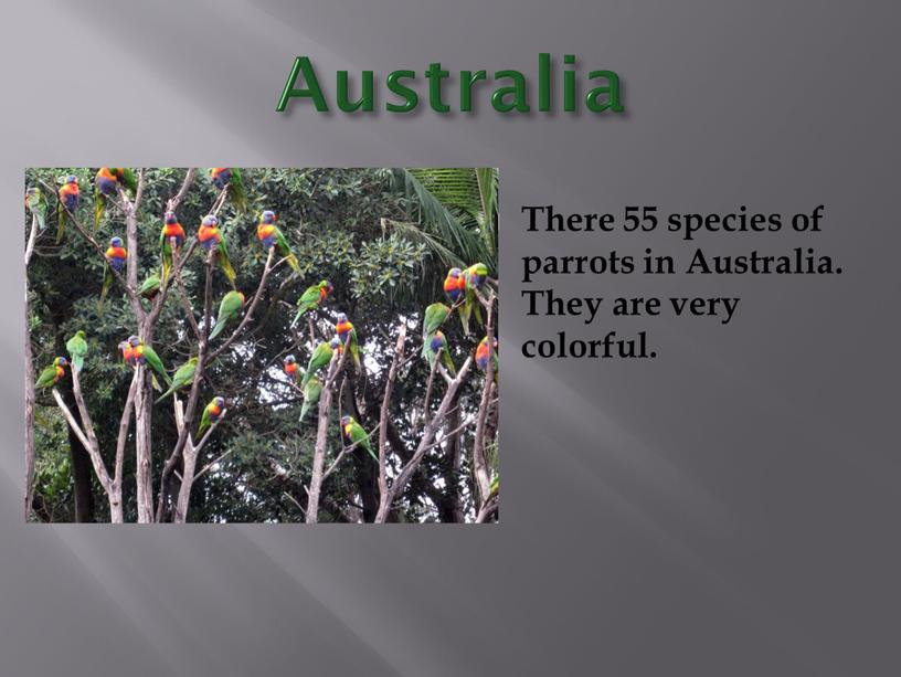 Australia There 55 species of parrots in