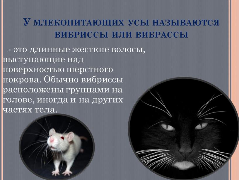 У млекопитающих усы называются вибриссы или вибрассы - это длинные жесткие волосы, выступающие над поверхностью шерстного покрова