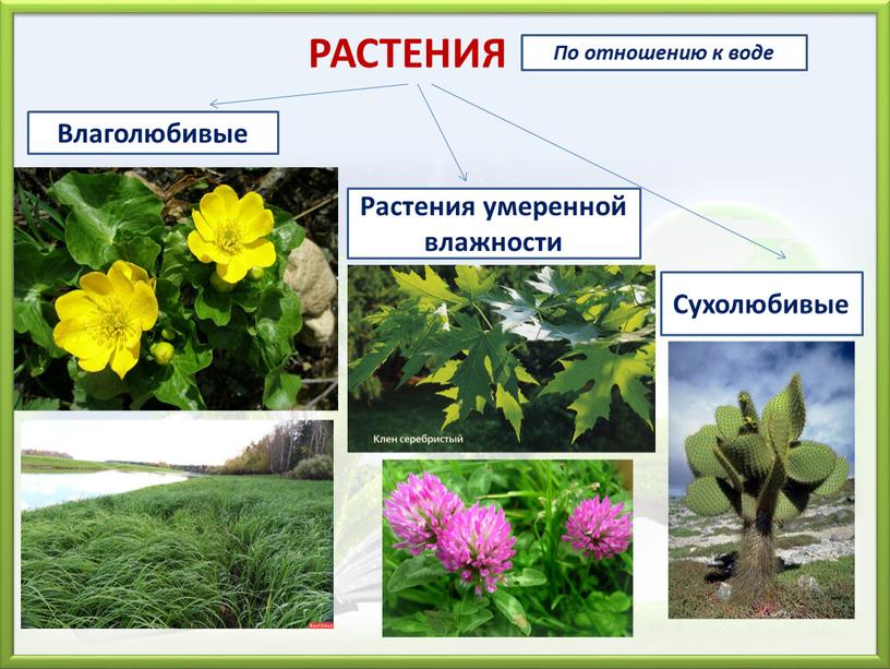 РАСТЕНИЯ Влаголюбивые Растения умеренной влажности