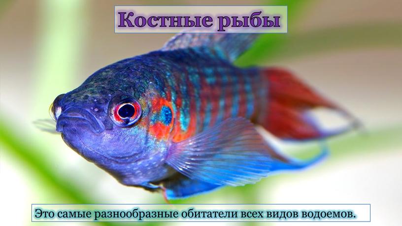 Костные рыбы Это самые разнообразные обитатели всех видов водоемов