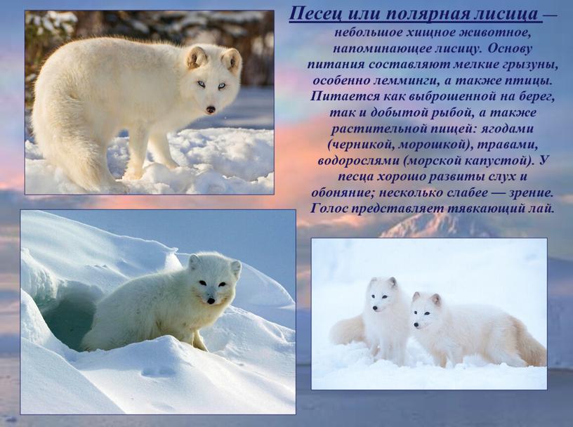 Песец или полярная лисица — небольшое хищное животное, напоминающее лисицу