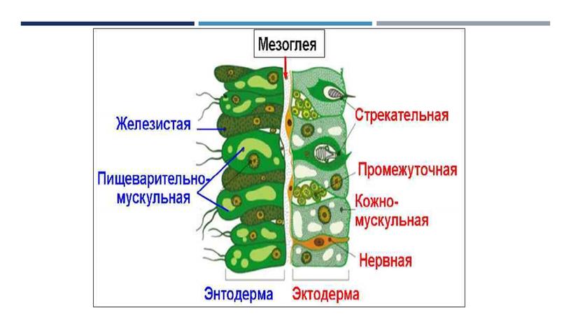 Общая характеристика многоклеточных